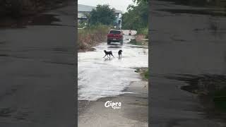 Estos perritos son como niños 👦 #viralvideo