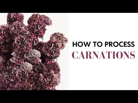 How to Process Carnations: Floral Design for Beginners