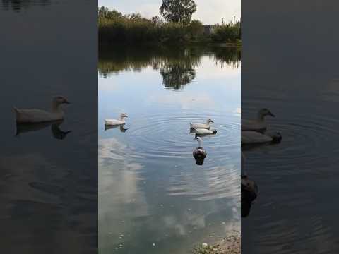Gansos y Patos en Shangri-la, Canelones Uruguay 🇺🇾 #naturaleza #gansos #patos #lagos