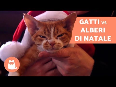 Quali parassiti di organismi vivi È migliore per bere targhe da vermi di mattina o di sera
