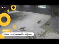 Op dit schoolplein in Den Haag leven vossen