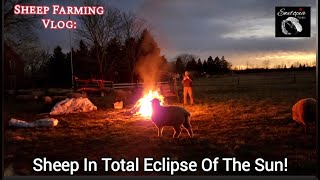 Illumination and Darkness: Total Eclipse Sheep Farming Vlog at Ewetopia Farms
