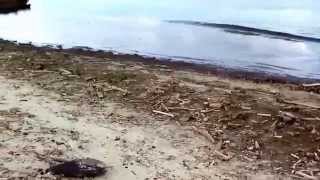 preview picture of video 'Plaża w Mikoszewie (gmina Stegna)'
