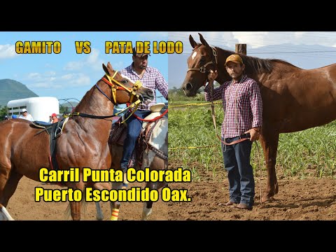 Horse Racing - Mud Paw vs. Gamito - August 26, 2017 - Puerto Escondido, Oaxaca