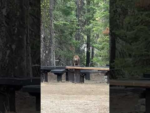 Deer frequently walk through the campsite