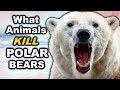 6 Animals That Can DEFEAT A POLAR BEAR In A Fight