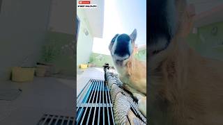 Pluto Susu Master 😳 | #117 | #shorts #minivlog #dog