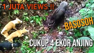 Download lagu Berburu Babi Seru Lihatlah !! Cara 4 ekor Anjing terlatih mendapatkan seekor babi hutan mp3