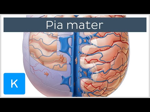 The Pia Mater (Meninges of the Brain) - Human Anatomy | Kenhub