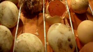 Penetasan Anak Ayam dari Automatic Forced-Air Incubator