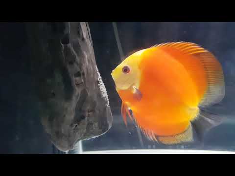 red melon discus fish laying eggs