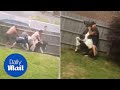 Footage Exposes Men Forcefully Attempting To Break A Horse