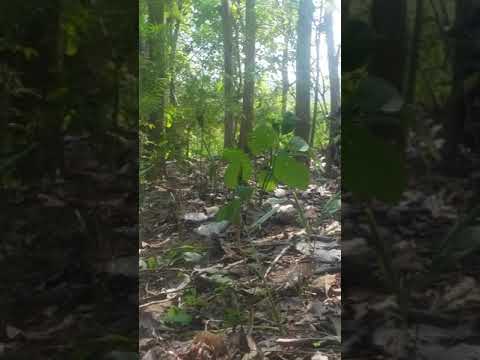 Jumping lepas kendali nabrak jati