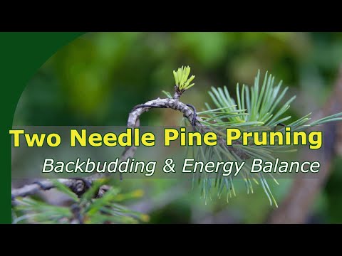 Pruning two needle pine bonsai for backbudding and energy balance
