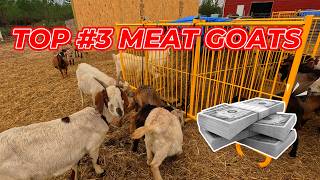 The 3 BEST Meat Goat Breeds You Should Raise in 2025