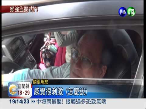 猴子攔路打劫! 跳上轎車強索食物