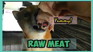 My Shiba inu Eat Raw Meat for the First Time|See his Reactions || Hero the Shiba inu