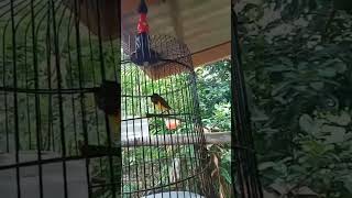 Download lagu Sogon tembakan zipper mp3