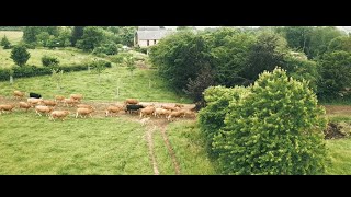 Click here to play the video