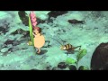 Arrietty, le petit monde des chapardeurs - Extrait en ...