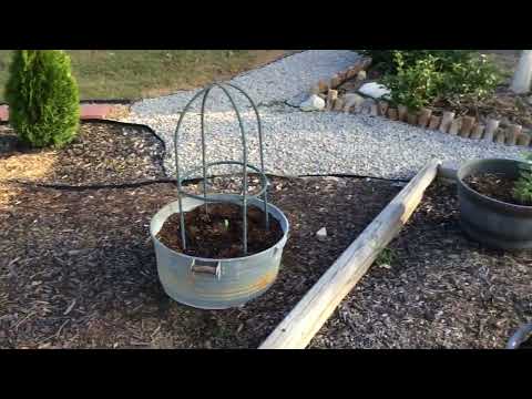 Update on soft touch Japanese holly