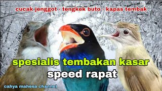 Download lagu Kombinasi Masteran CUCAK JENGGOT - TENGKEK BUTO - KAPAS TEMBAK mp3 Download lagu Kombinasi Masteran CUCAK JENGGOT - TENGKEK BUTO - KAPAS TEMBAK mp3
