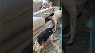 Dogs Find VERY Different Things Under the Couch 🤭