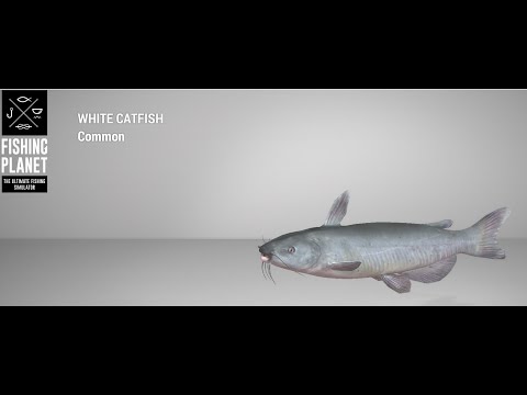Fishing Planet - San Joaquin Delta - White Catfish - Float