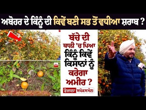 ਅਬੋਹਰ ਦੇ ਕਿੰਨੂੰ ਦੀ ਕਿਵੇਂ ਬਣੀ ਸਭ ਤੋਂ ਵਧੀਆ ਸ਼ਰਾਬ? ਬੱਚੇ ਦੀ ਥਾਲੀ 'ਚ ਪਿਆ ਕਿੰਨੂੰ ਕਿਵੇਂ ਕਿਸਾਨਾਂ ਨੂੰ ਕਰੇਗਾ..