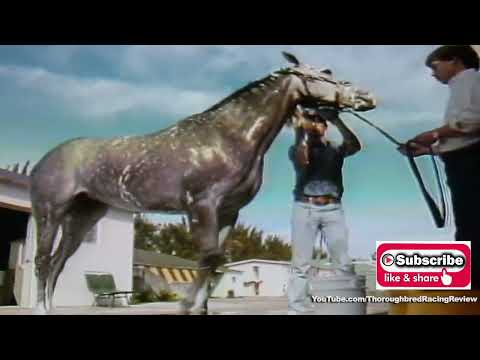 1987 Donn Handicap   LADY'S SECRET TAKES ON THE BOYS