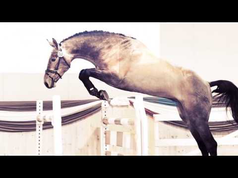 Junghengstpräsentation 2017