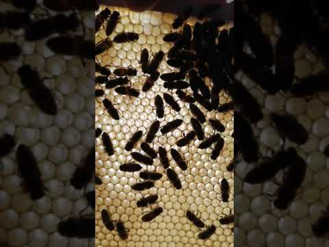 Kondycjaj odkładów w sprzyjających warunkach