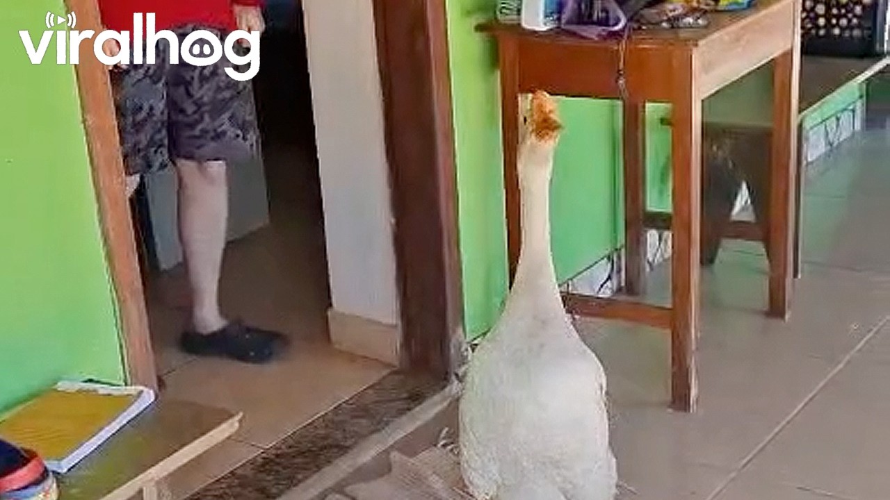 Funny Goose Causes Mischief on a Brazilian Farm || ViralHog