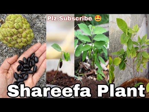 How To Grow Sugar Apple 🍎 With  Seeds  || Custerd Apple || Shareefa Plant