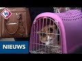 Brandweer redt kat Pip na gasexplosie Jan van der Heijdenstraat Den Haag