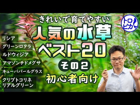 池の水草ベスト５！  庭園