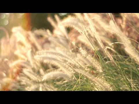 Test : Jupiter-8 50mm f/2 m39 Silver body