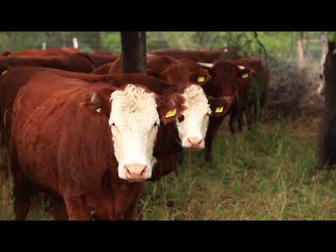 La importancia de las pasturas en la producción de carne