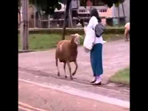 TRAGILA - Constantine Cullen