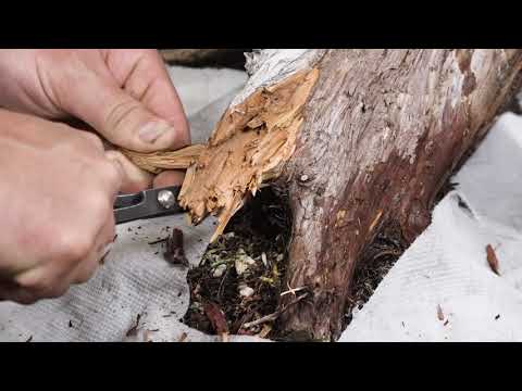 Demo: Ryan Neil styling a Sierra Juniper at BonsaiKunst Hamburg 2020