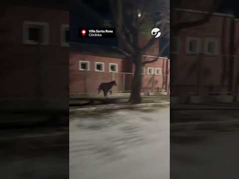 Apareció un aguará guazú por las calles de Córdoba