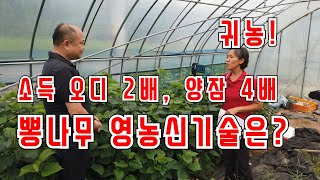 소득대비 오디2배, 양잠4배인 뽕나무 재배 영농신기술은?? 무농약 다수확 가능. 판로만 있다면 대박 아이템.
