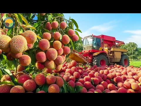 How Vietnamese Farmers Harvest Thousands of Tons of Lychee | Farming Documentary