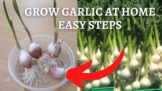 How to grow garlic from cloves at home - EASY STEPS