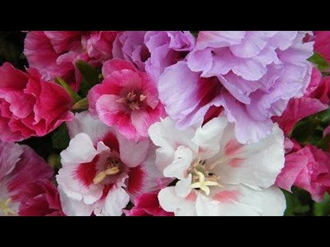 Annual summer azalea