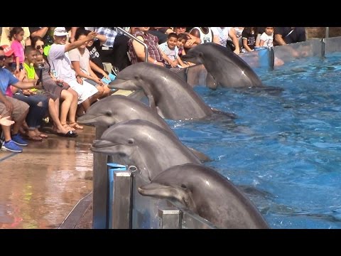 , title : 'Dolphin Days (Full Show) at SeaWorld San Diego on 8/30/15'