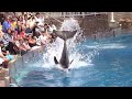 Dolphin Days (Full Show) at SeaWorld San Diego on 8/30/15