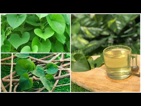 H & A Pharma Guduchi Tablets