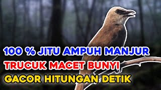 Download lagu Suara Trucukan Pikat Siang Hari Anti Zonk, 100 % Sangat Ampuh Manjur mp3