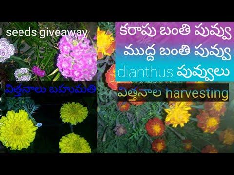 seeds giveaway sweet William seeds French marigold seeds Africa marigold seeds harvesting తెలుగు